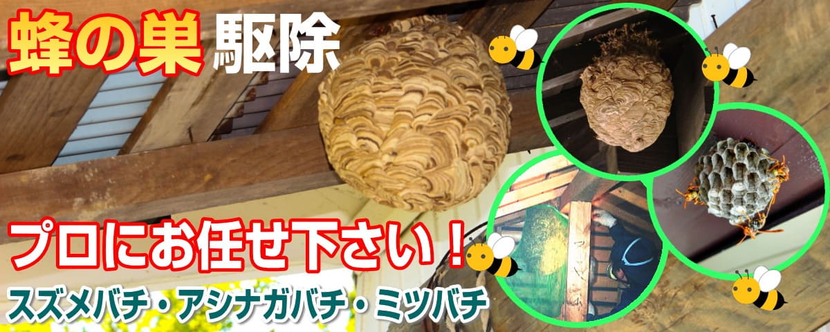 ハチ駆除・蜂の巣撤去の事なら技術ある職人が対応!8,000円から駆除できます。